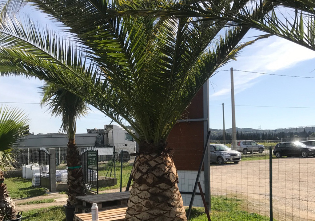 Découvrez notre gamme de palmiers : Washingtonia Robusta, Phœnix canariensis...